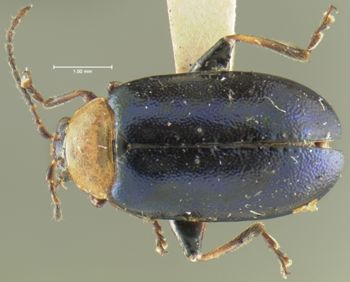 Media type: image;   Entomology 8275 Aspect: habitus dorsal view
